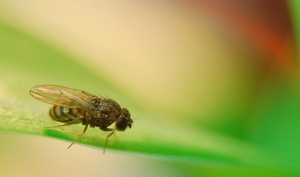 Videnskabsfolk bruger en laser til at kontrollere flues hjerte 