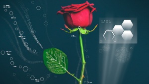 Forskere har skabt fleksible elektroniske kredsløb indeni i en rose
