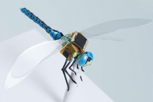 Biomedicinsk firma har udviklet genetisk modificere cyborg-guldsmede